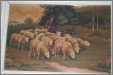 Sheep Departing For Pasture