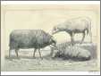 Sheep Engraving3