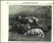 Sheep Engraving 1