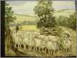 Sheep Entering Pasture to Graze