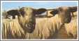 Sheep Ewes Named Belinda and Iris