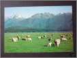 Sheep Farming in Nz