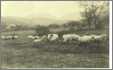 Sheep Flock in the Mountains