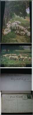 Sheep Flock Ruminating