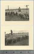 Sheep Following Their Shepherd