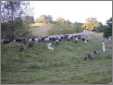 Sheep Going to New Pasture