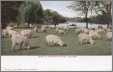 Sheep Graze in Chicago IL