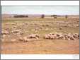 Sheep Graze in Columbia Basin