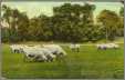 Sheep Graze in Kansas