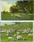 Sheep Grazing