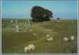 Sheep Grazing By a Stone Circle