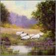 Sheep Grazing By a Stream1