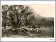 Sheep Grazing By Stream