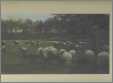 Sheep Grazing By Water B