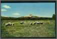 Sheep Grazing in Oregon