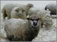 Sheep Grazing in Snow in Ny