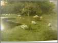 Sheep Grazing in the Marsh