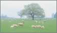 Sheep Grazing in VA