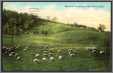 Sheep Grazing Near Winsted Ct Postcard 1912