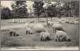 Sheep Grazing Normandy Heights Morristown NJ 1929