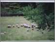 Sheep Grazing on Prince Edward Island