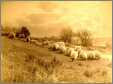 Sheep Grazing Stubble