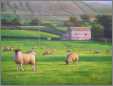 Sheep Grazing the Yorkshire Dales