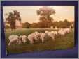 Sheep Grazing with 4 Children and Governess