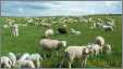 Sheep Grazing with 4 Livestock Guardian Dog