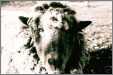 Sheep Head Portrait