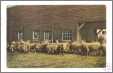 Sheep Herd in Ma 1907