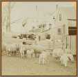 Sheep in a Nh Farmyard