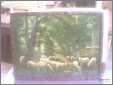 Sheep in a Wooded Glade