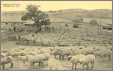 Sheep in Ederton WI