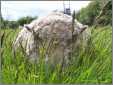 Sheep in Grass