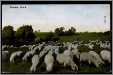 Sheep in Iowa B