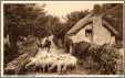 Sheep in Old Lynton UK