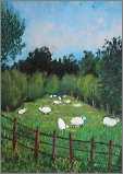 Sheep in Pasture