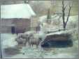 Sheep in Snow 7