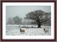 Sheep in Snow and Mist with Oak Tree