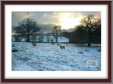 Sheep in Snowy Field Leicestershire English Countryside