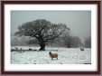 Sheep in Snowy Field Oak Tree in Background Derbyshire