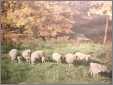 Sheep in Spring