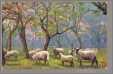 Sheep in the Orchard