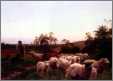 Sheep Leaving Pasture