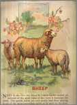 Sheep Litho 1911