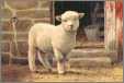 Sheep Marys Little Lamb