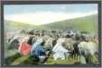 Sheep Milking Central Asia