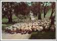 Sheep Mustering