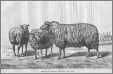 Sheep of Charmois
